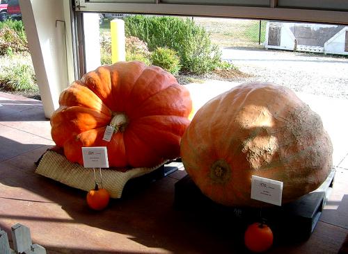 How To Mash Pumpkin To Make Wine